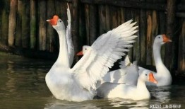 抖音网红大鹅 吃瓜网,揭秘网络红人幕后故事